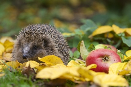 hedgehog by apple