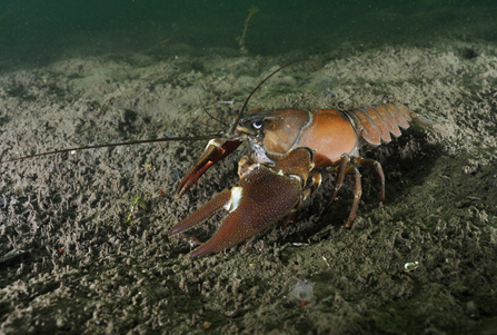 American signal crayfish