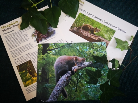 Pine marten adoption pack