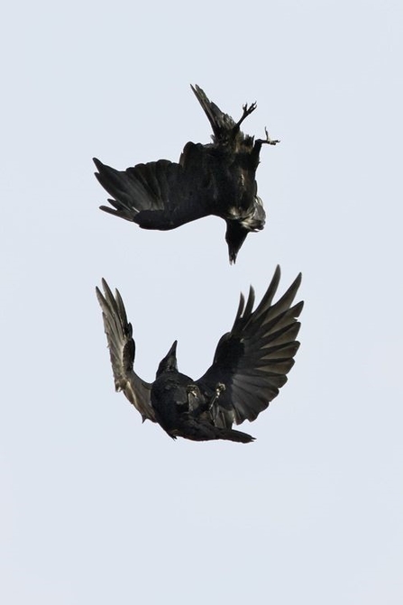 Raven courtship