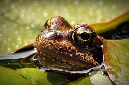 Frog in lilies