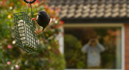Bird feeder starling
