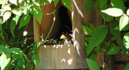 Blackbird in nest box