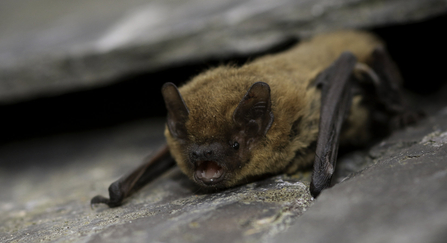 Common pipistrelle