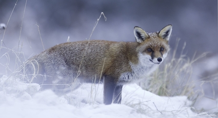 Winter fox