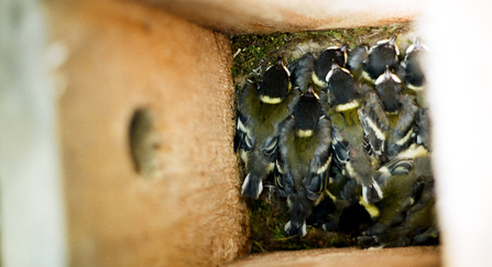 Great tit nestlings in nest box