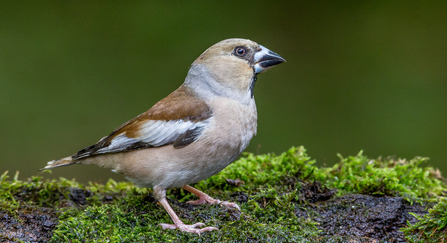 Hawfinch