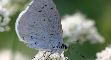Holly blue butterfly