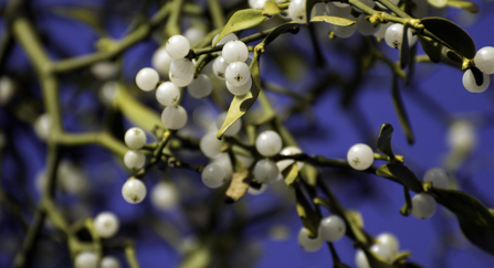 Mistletoe