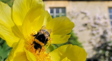 White tailed Bumblebee