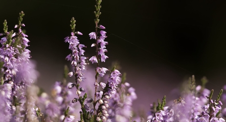 Heather