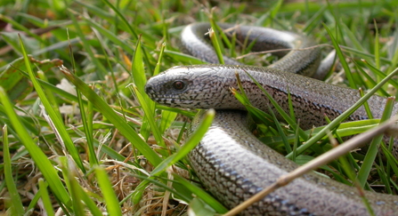 Slow worm