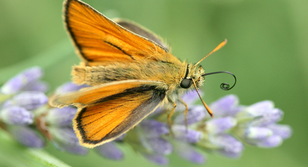 Small skipper