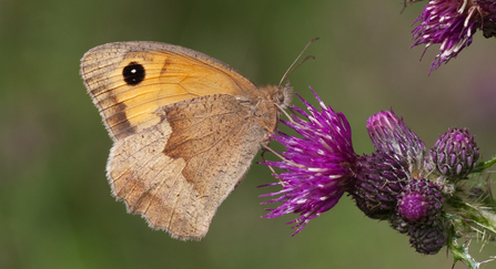 Meadow brown