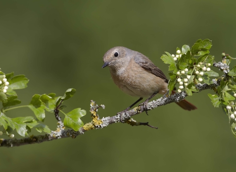 Redstart