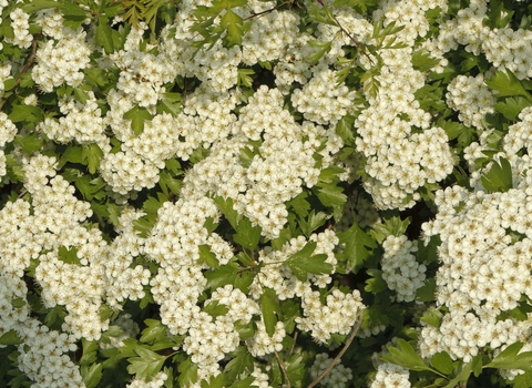 Common Hawthorn