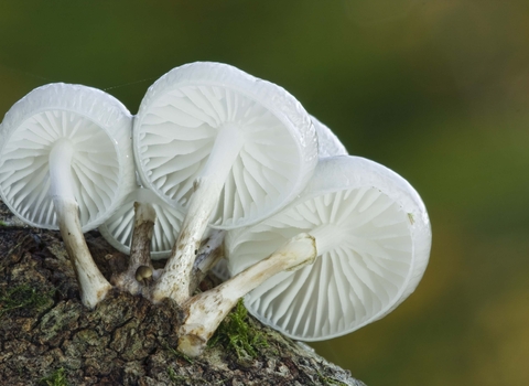 Porcelain Fungus