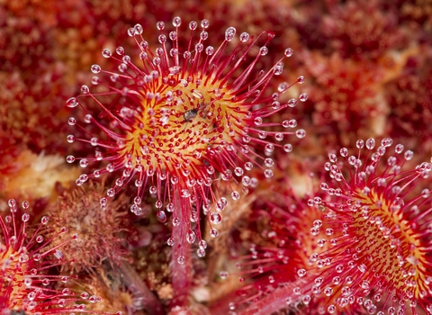 Round-leaved Sundew