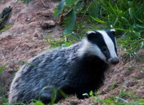 badger sett shropshire harding