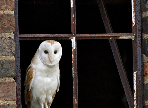 Barn owl window