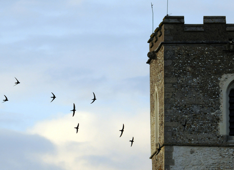 Swifts around Church tower