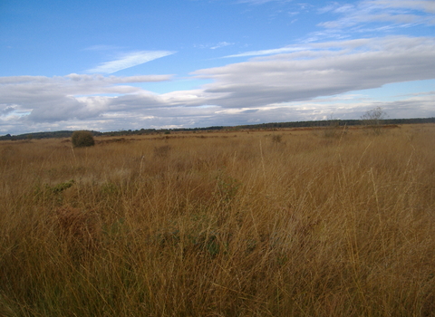 Whixall Moss