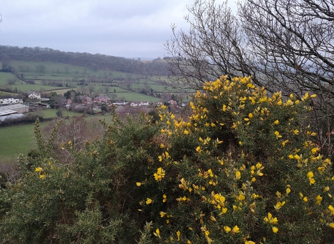 Gorse at the Stiperstones