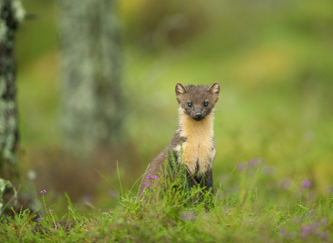 Pine Marten