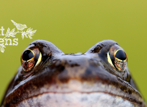 Wild about gardens frog