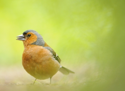 Chaffinch garden bird