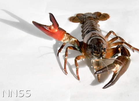 Pacifastacus leniusculus crayfish image credit: GB INNS