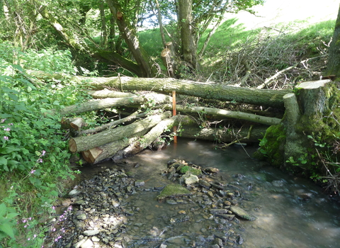 Slow the Flow project Woody debris dam in a Corve Dale brook