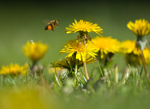 Bee flying to dandelion