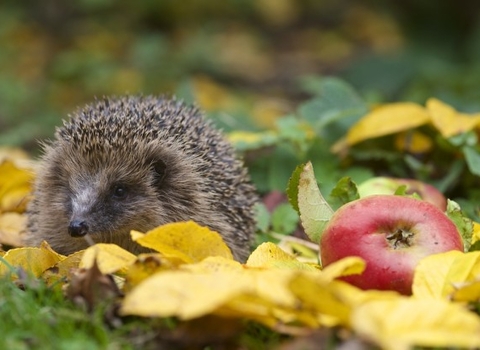 hedgehog by apple