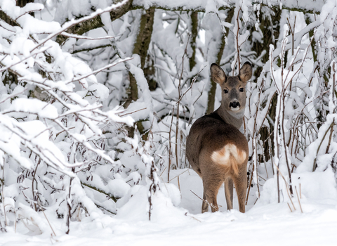 Roe deer posing in snow