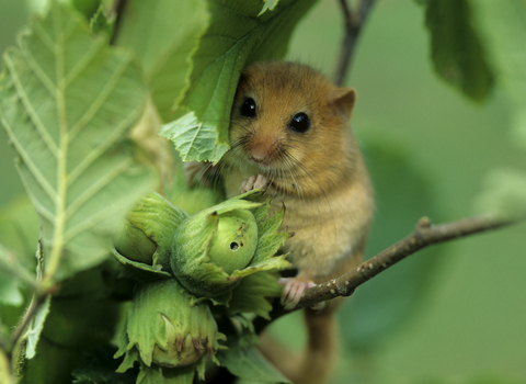 Dormouse cropped for banner