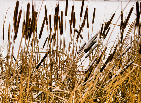 Bulrushes in the snow