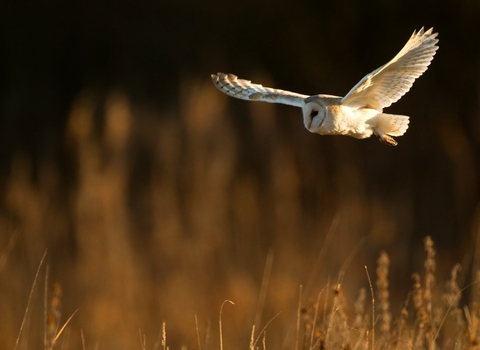Barn owl