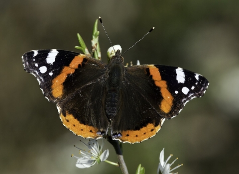 Red admiral