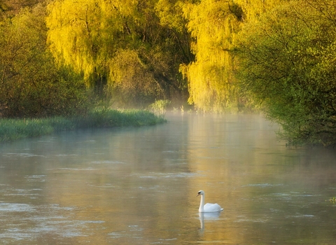 River and Mute Swan