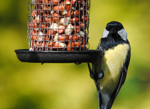 Great tit on feeder