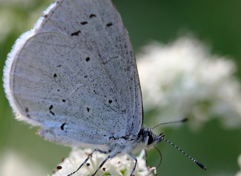 Holly blue butterfly
