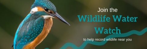 Wildlife Water Watch | Shropshire Wildlife Trust