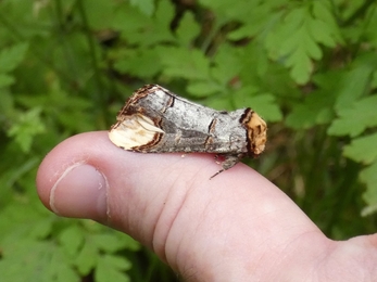 Buff Tip moth on thumb