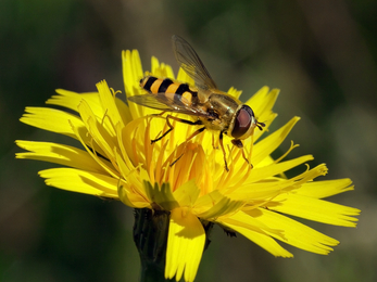 hoverfly on a yellow flower