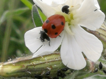 Ladybird on flower