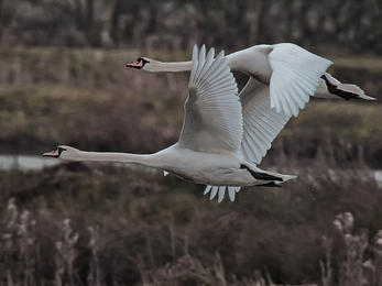 Two mute swans in flight over a wetland