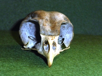 Tawny Owl Skull