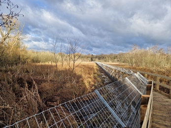 wooden boardwalk with metal wire fencing around wetland habitat