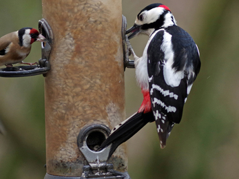 Woodpecker and goldfinch